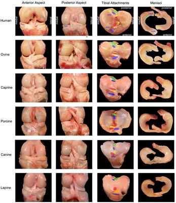 Large Animal Models for Anterior Cruciate Ligament Research